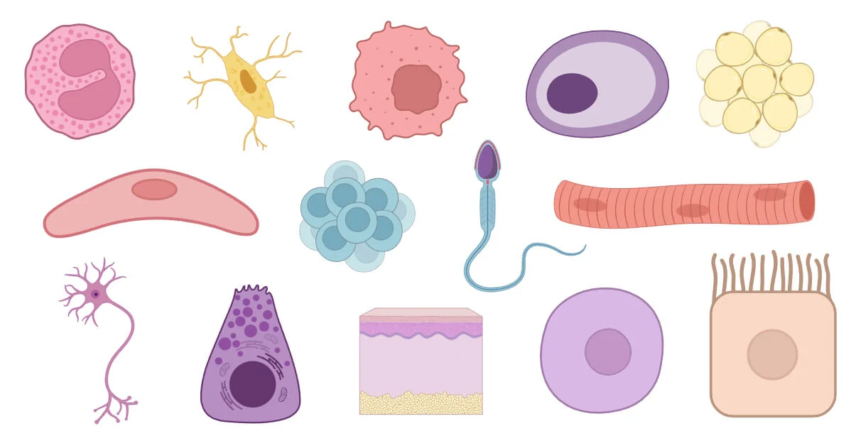 Personality Quiz: What Type of Cell Are You?